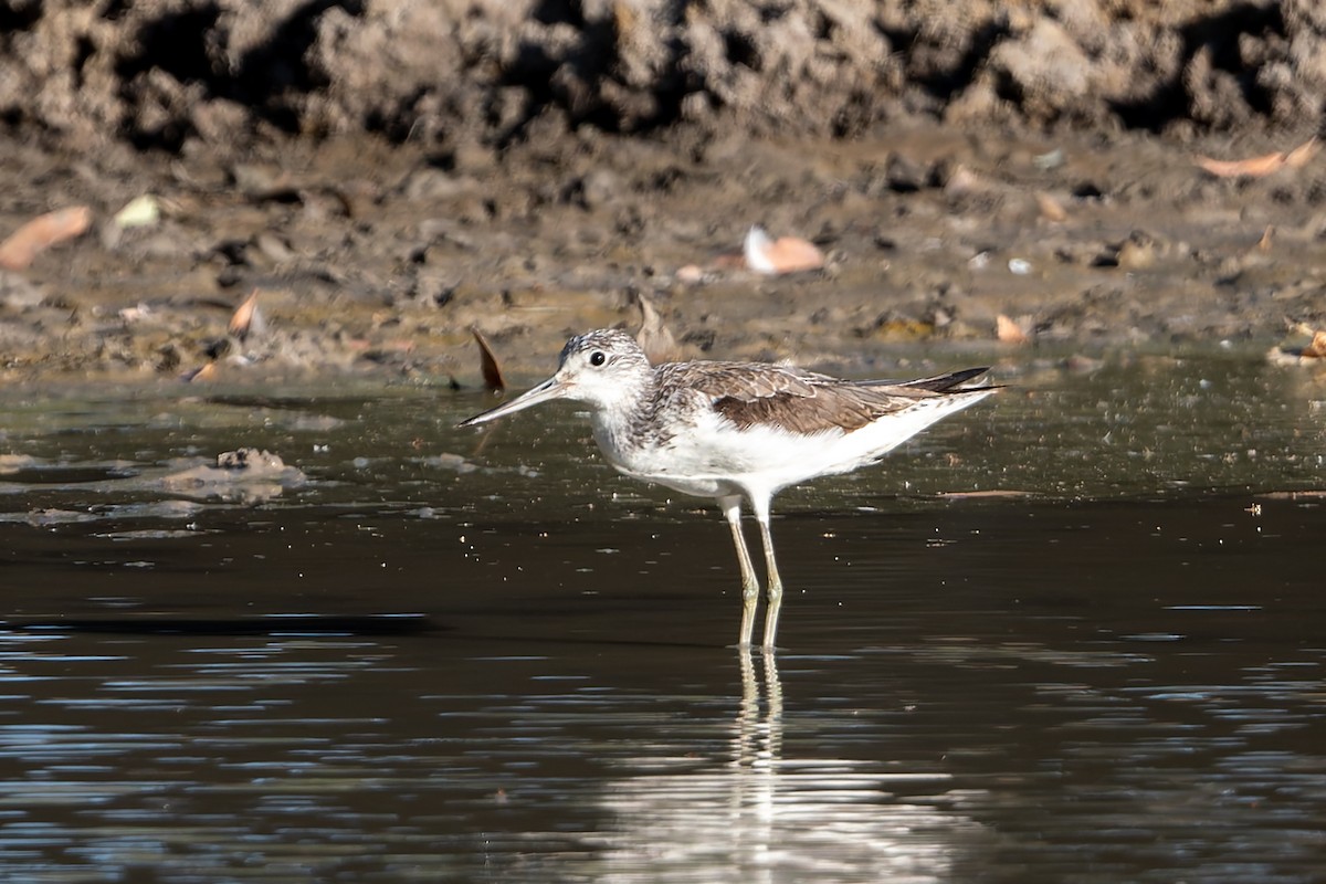 Коловодник великий - ML645154314