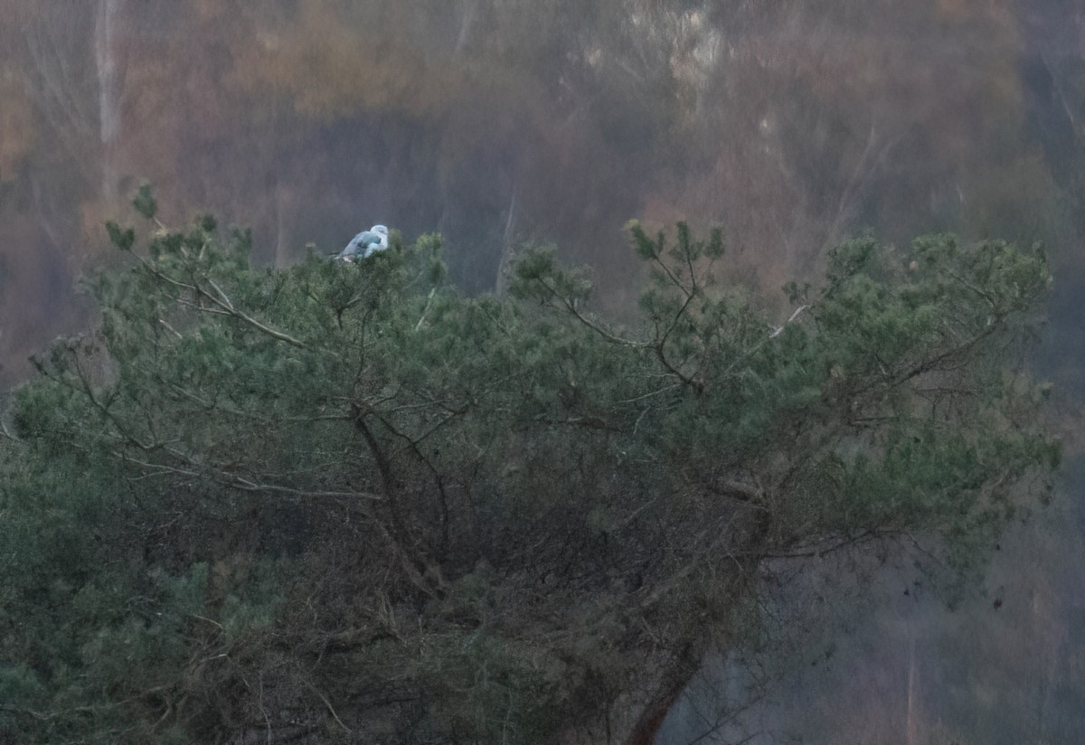 Black-winged Kite - ML645154329