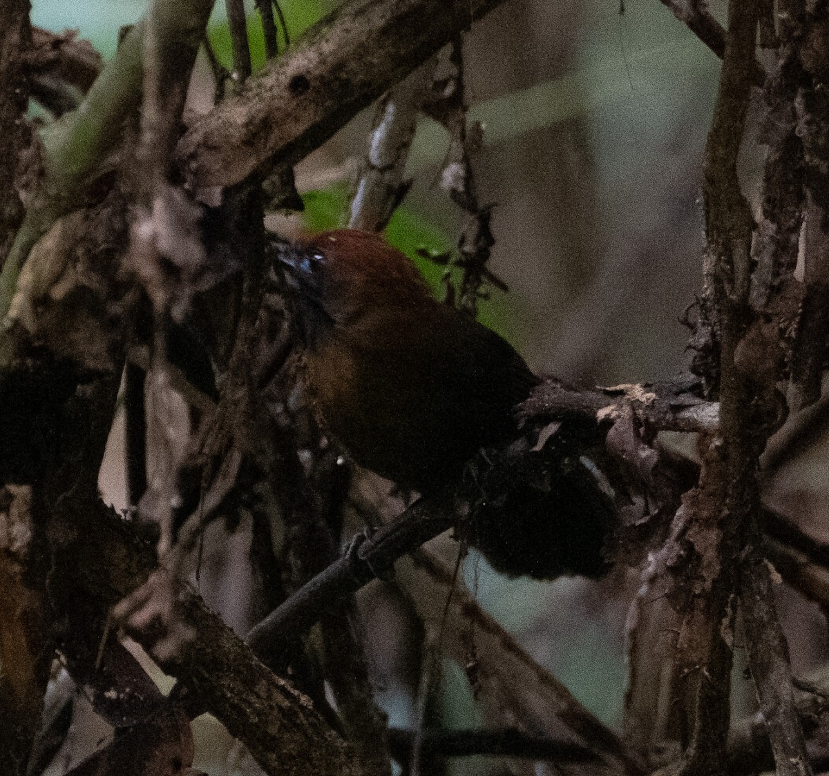 Fluffy-backed Tit-Babbler - ML645154356