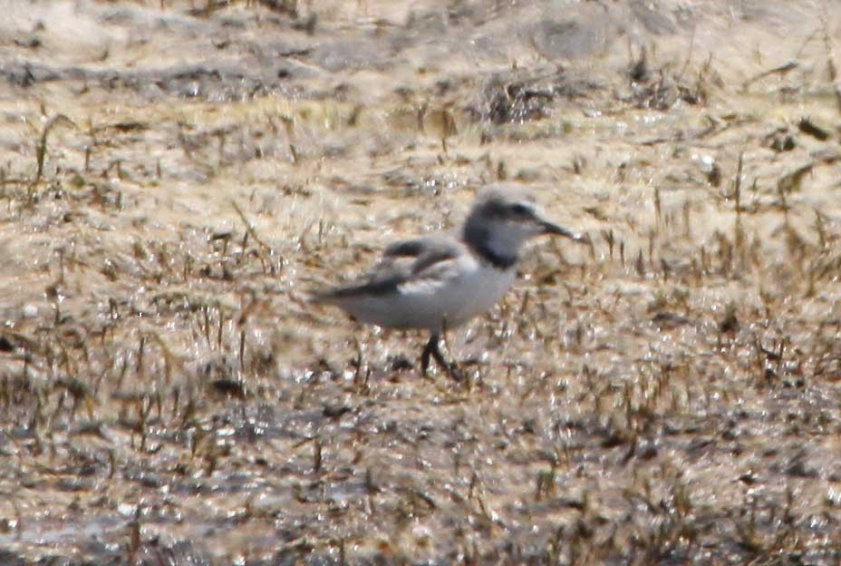 Wrybill - ML645154366