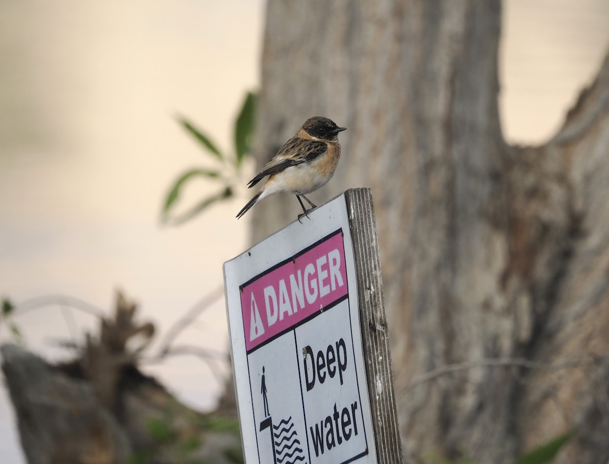 bramborníček sibiřský - ML645154434