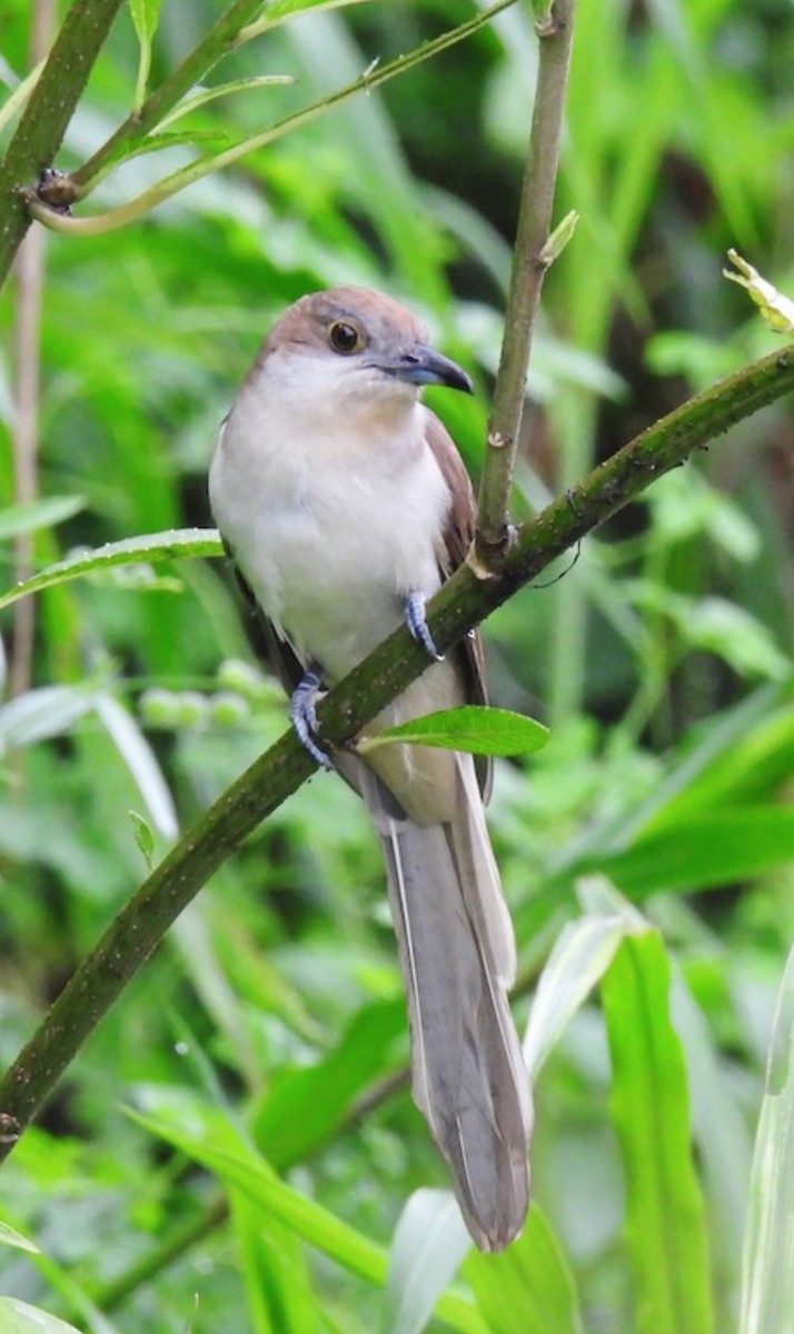 Black-billed Cuckoo - ML645154438