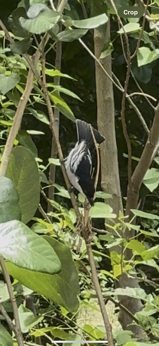 Cubla boule-de-neige - ML645154441