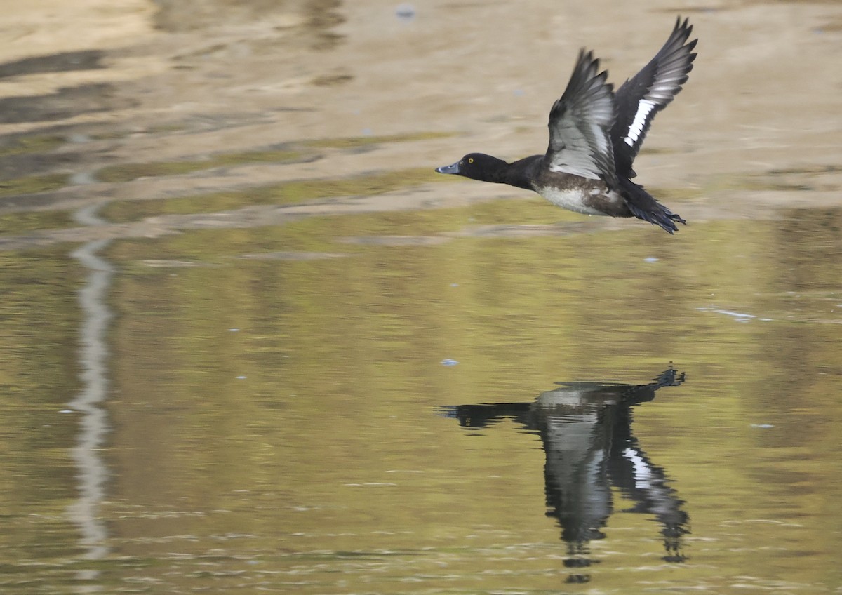 Fuligule morillon - ML645154444