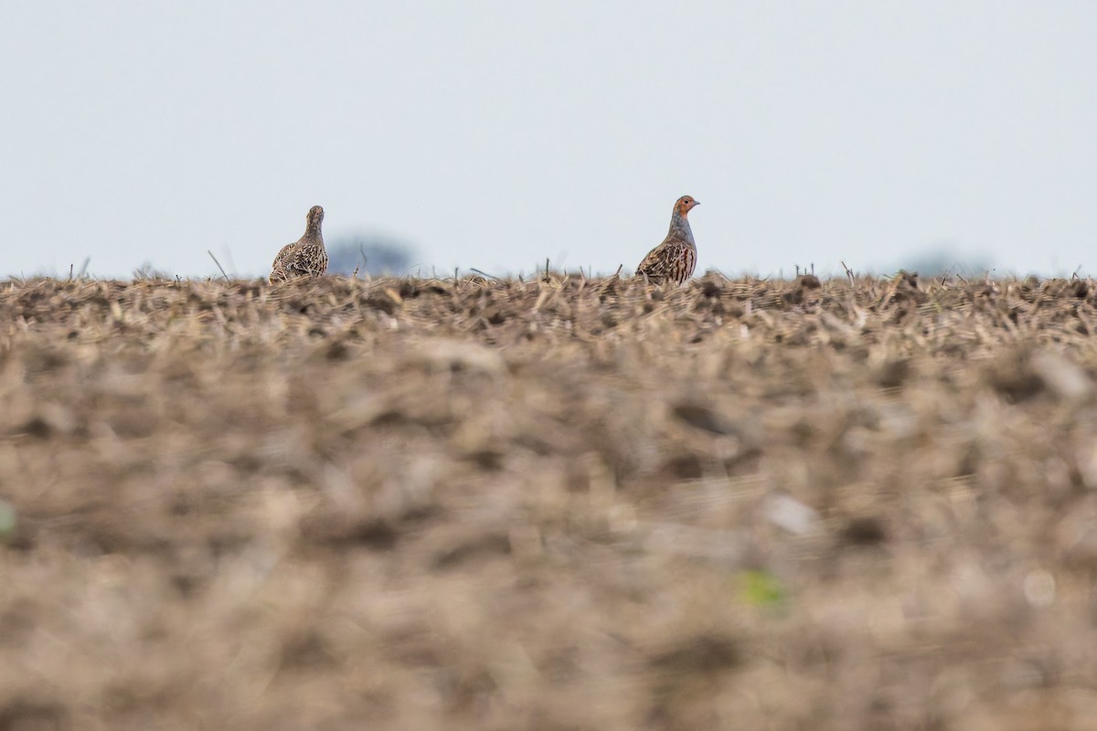 Perdrix grise - ML645154445