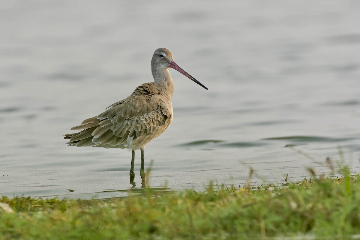 Barge à queue noire - ML645154446