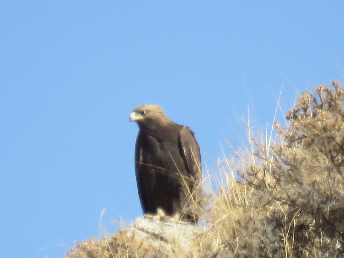 Aigle royal - ML645154447