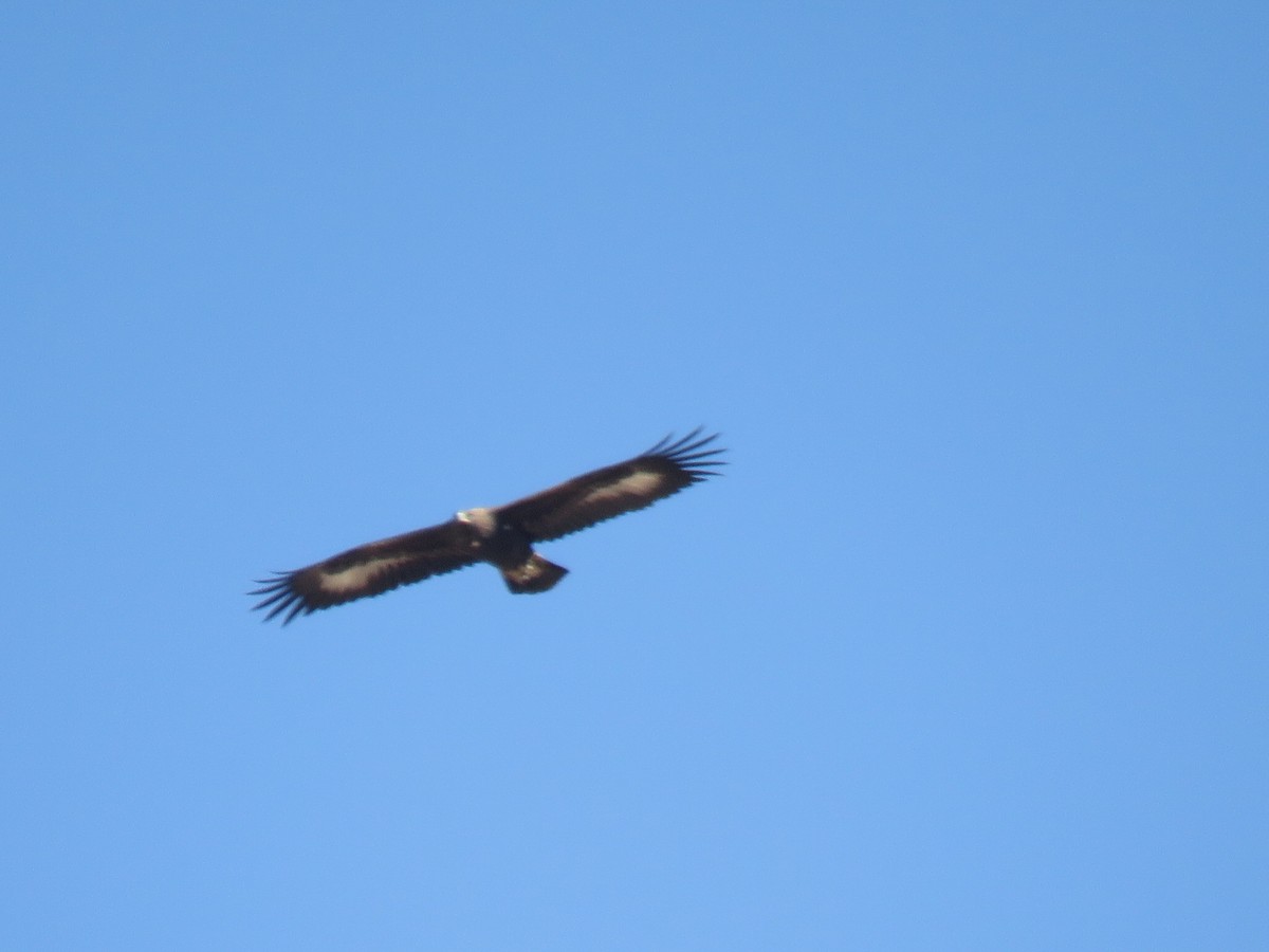 Aigle royal - ML645154451