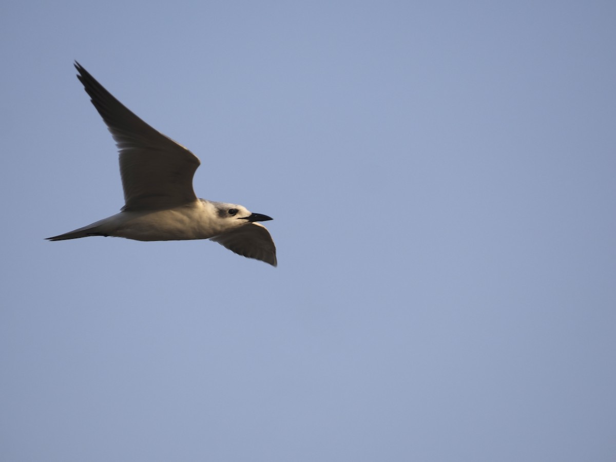 Sterne hansel - ML645154453