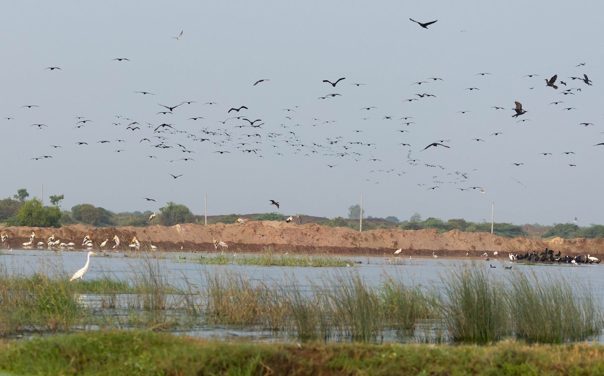 Cormoran à cou brun - ML645154456