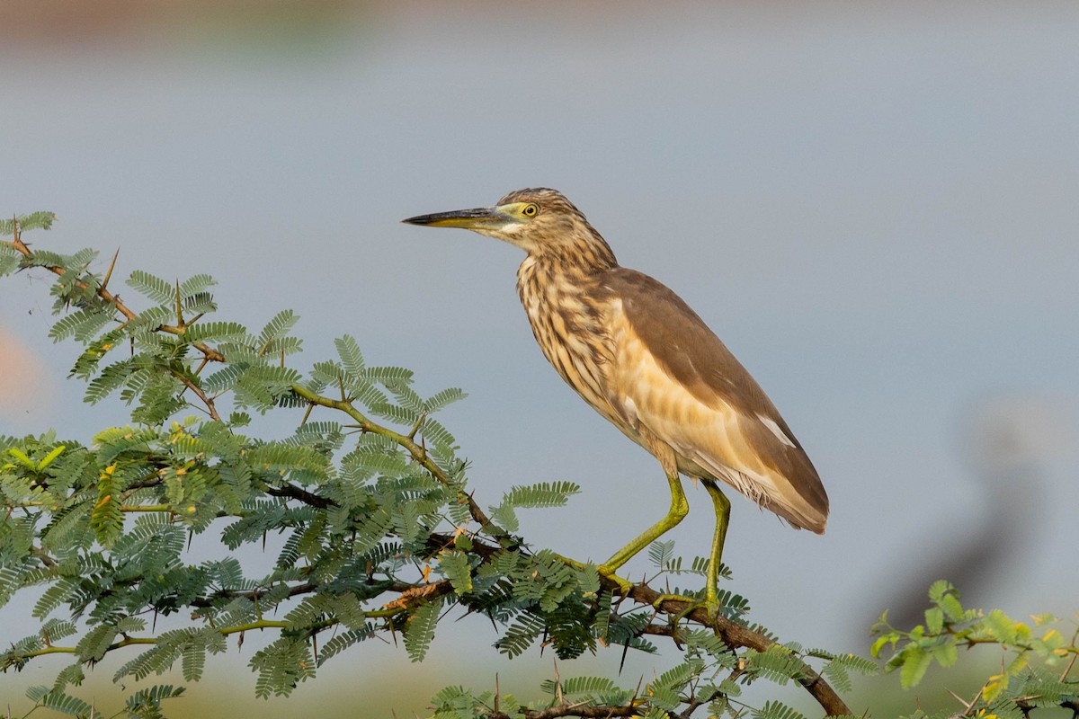 Crabier de Gray - ML645154458