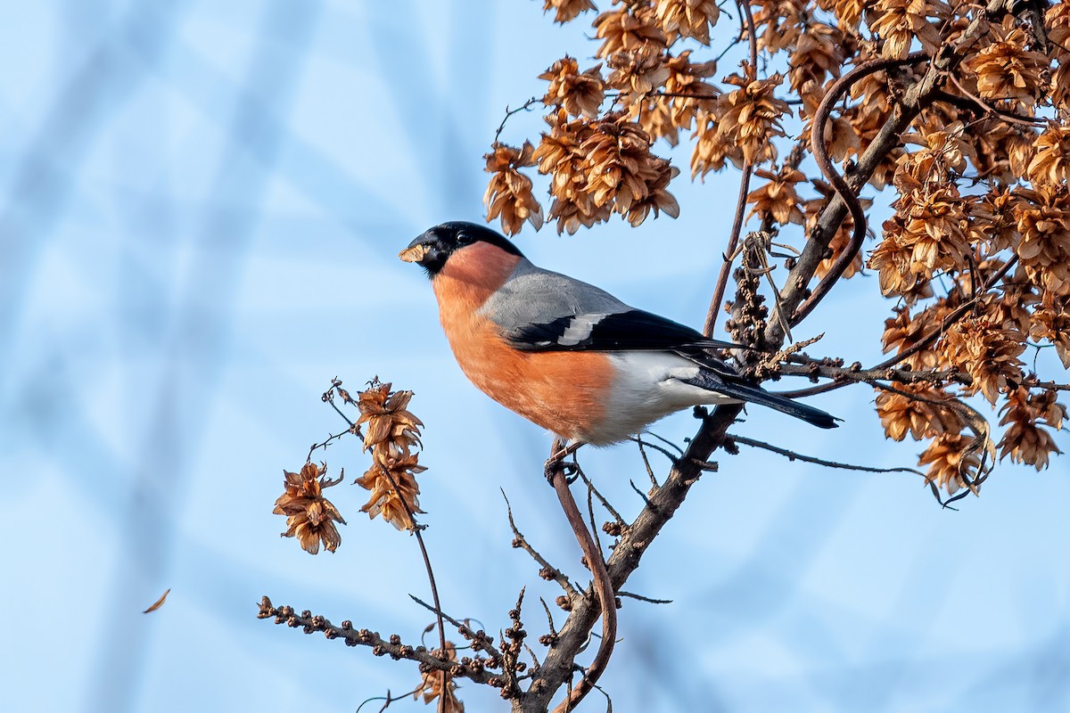 Bouvreuil pivoine - ML645154459