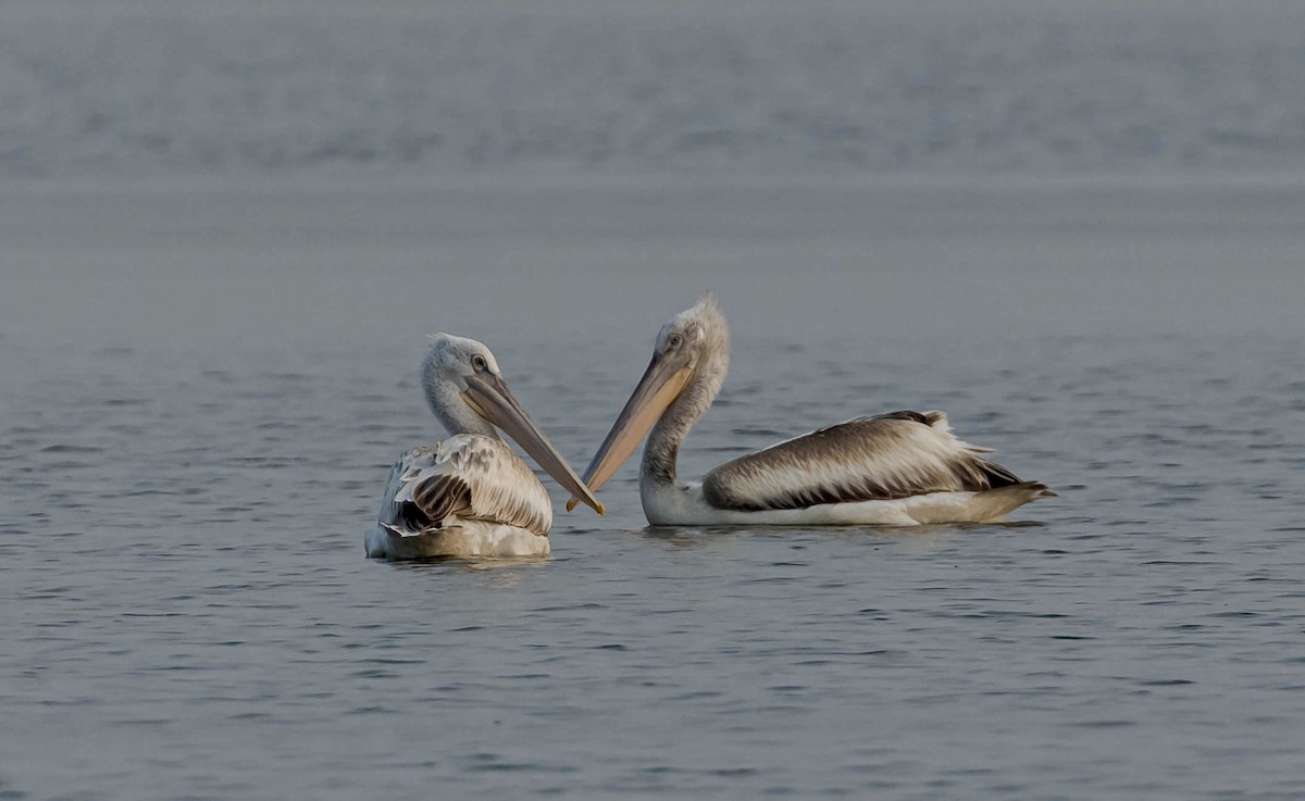 Pélican blanc - ML645154460