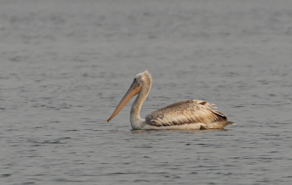 Pélican blanc - ML645154461