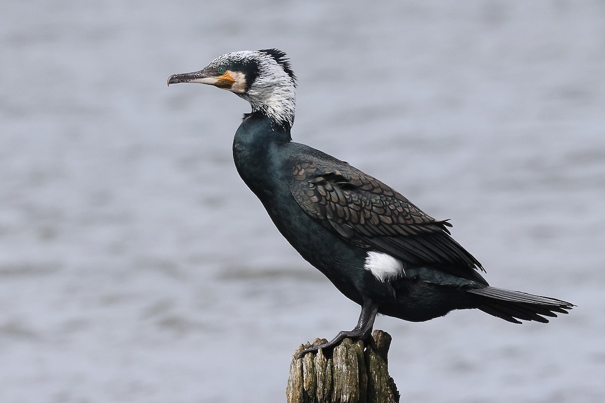 Grand Cormoran - ML645154463