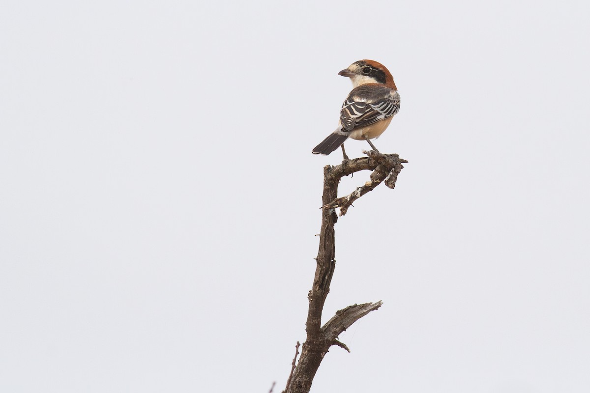 Pie-grièche à tête rousse (senator) - ML645154464