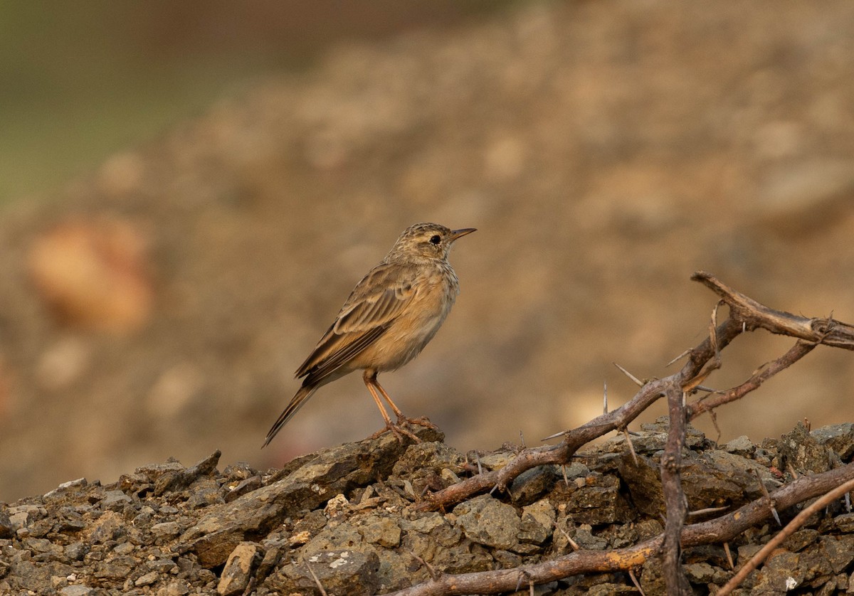 Pipit rousset - ML645154465