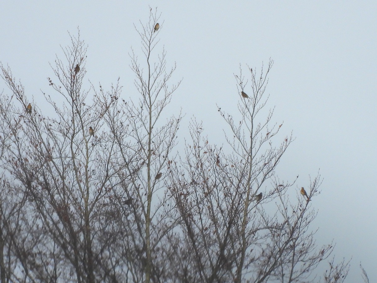 Grive litorne - ML645154467