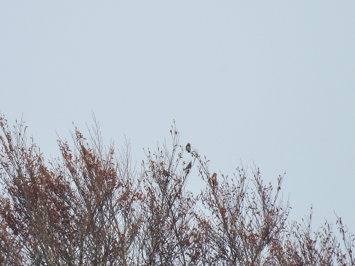 Grive litorne - ML645154468