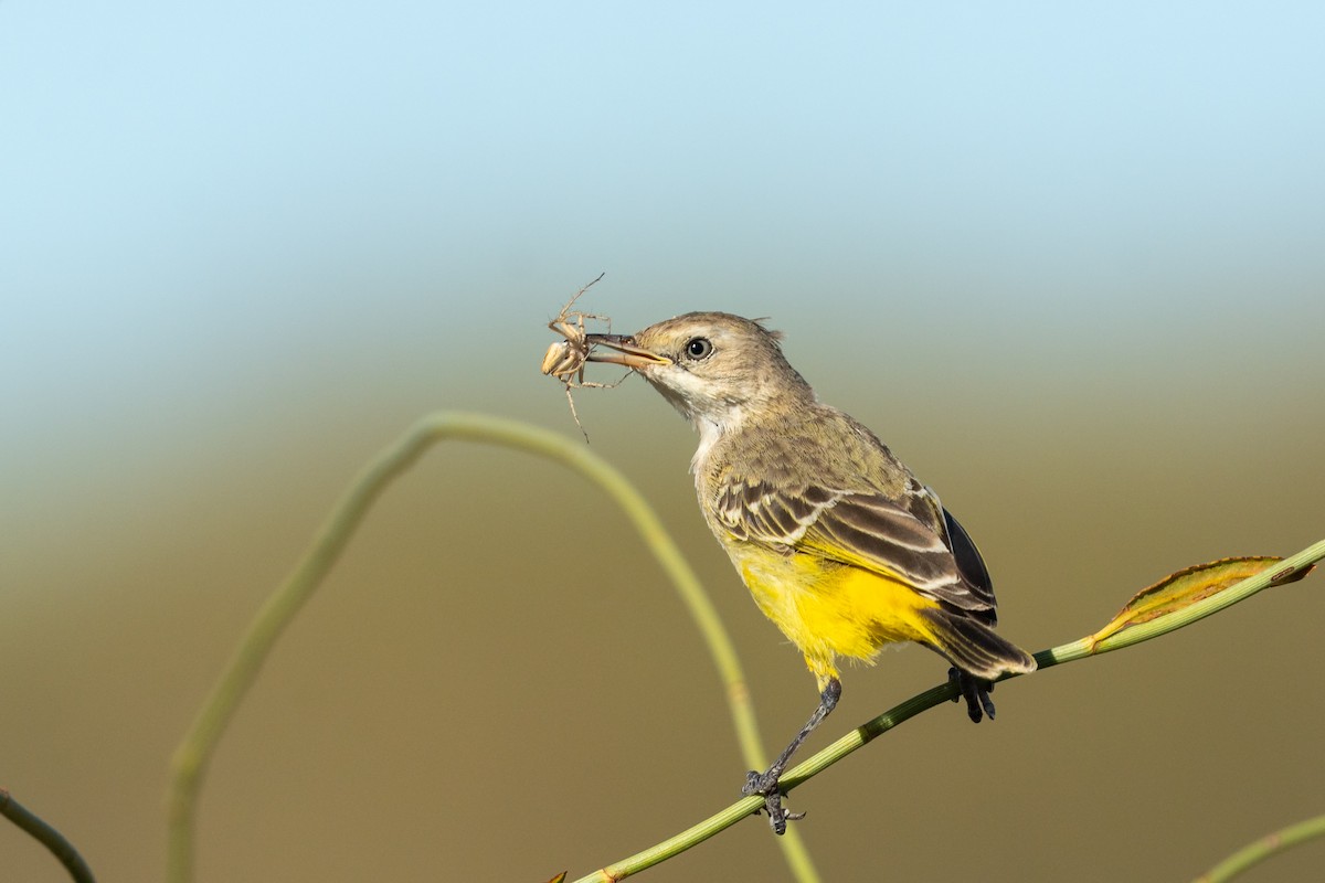Yellow Chat - ML645154469