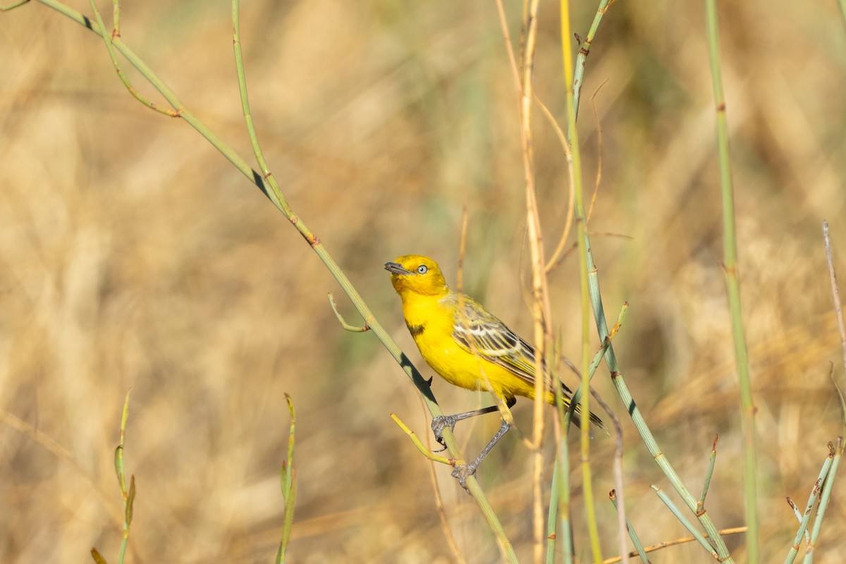 Yellow Chat - ML645154470