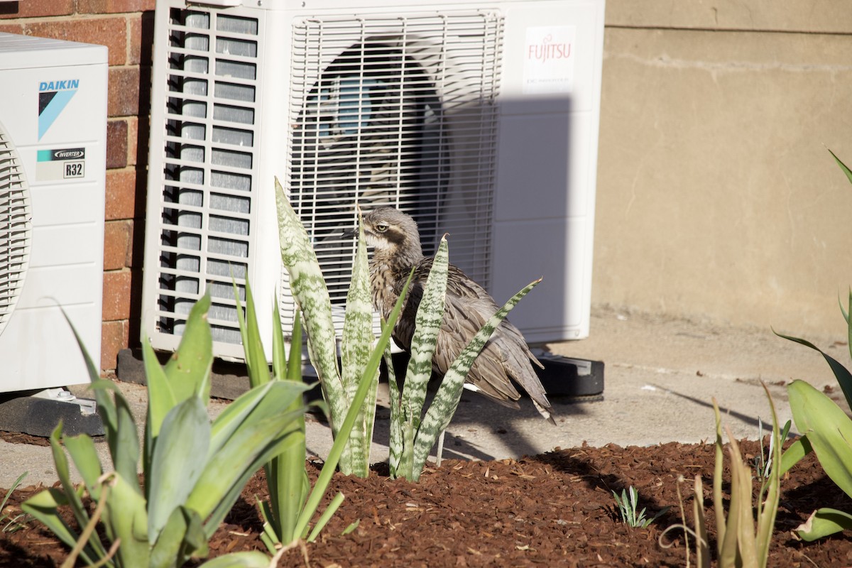 Bush Thick-knee - ML645154472