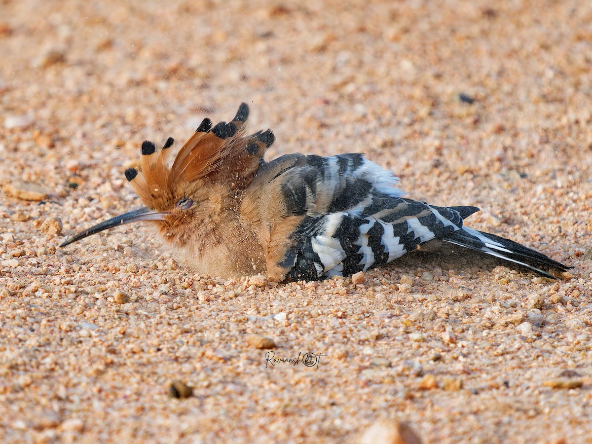 Huppe fasciée - ML645154473