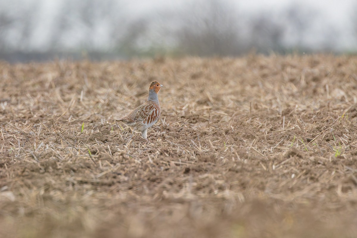 Perdrix grise - ML645154474