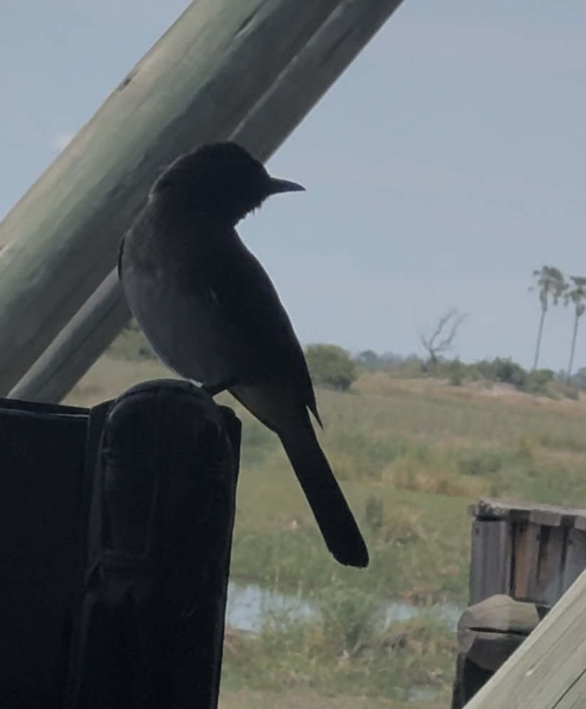 Bulbul des jardins - ML645154475