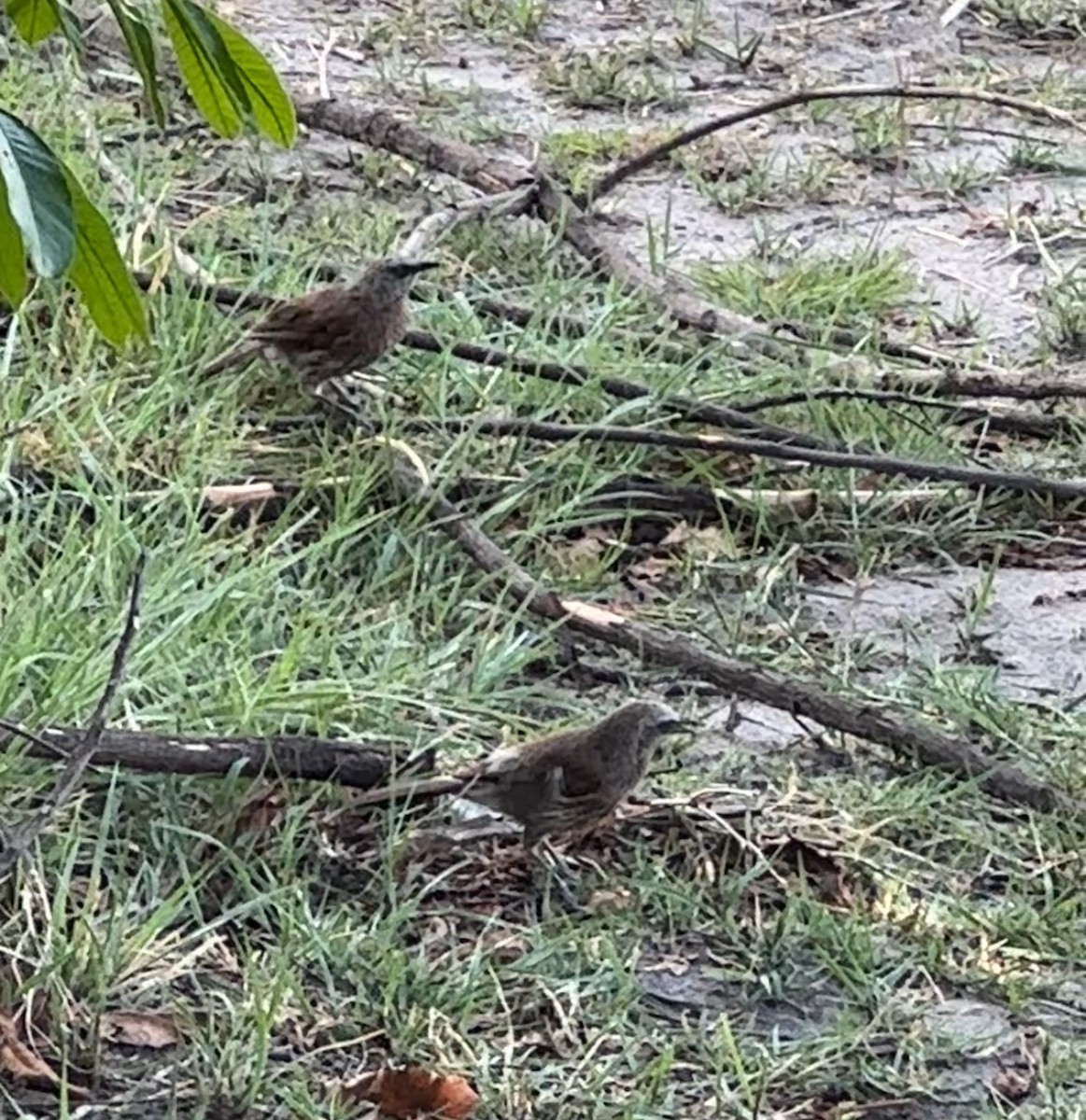 Bulbul jaboteur - ML645154477