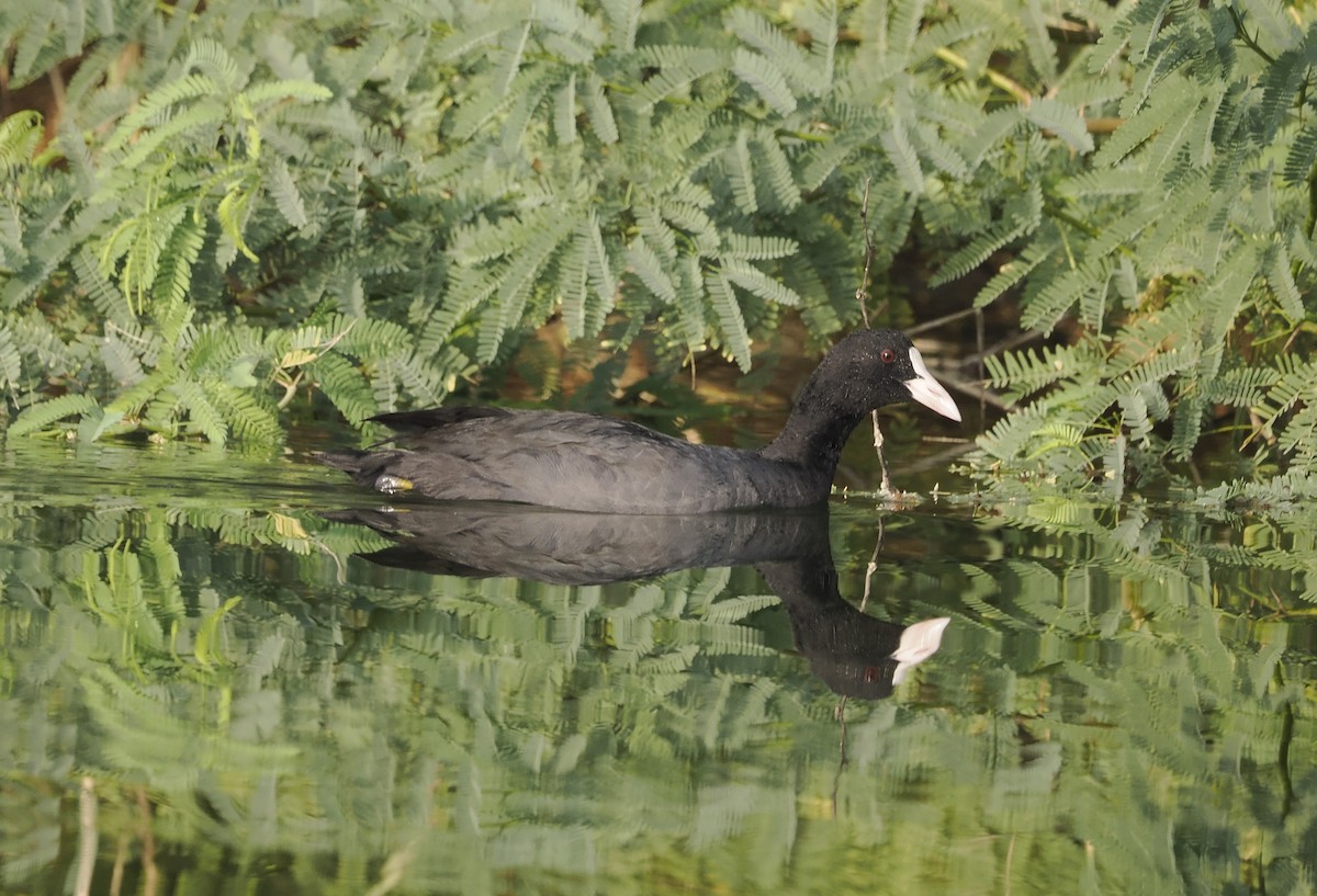 Foulque macroule - ML645154478