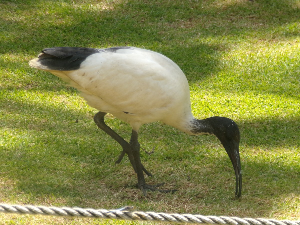 Ibis à cou noir - ML645154479