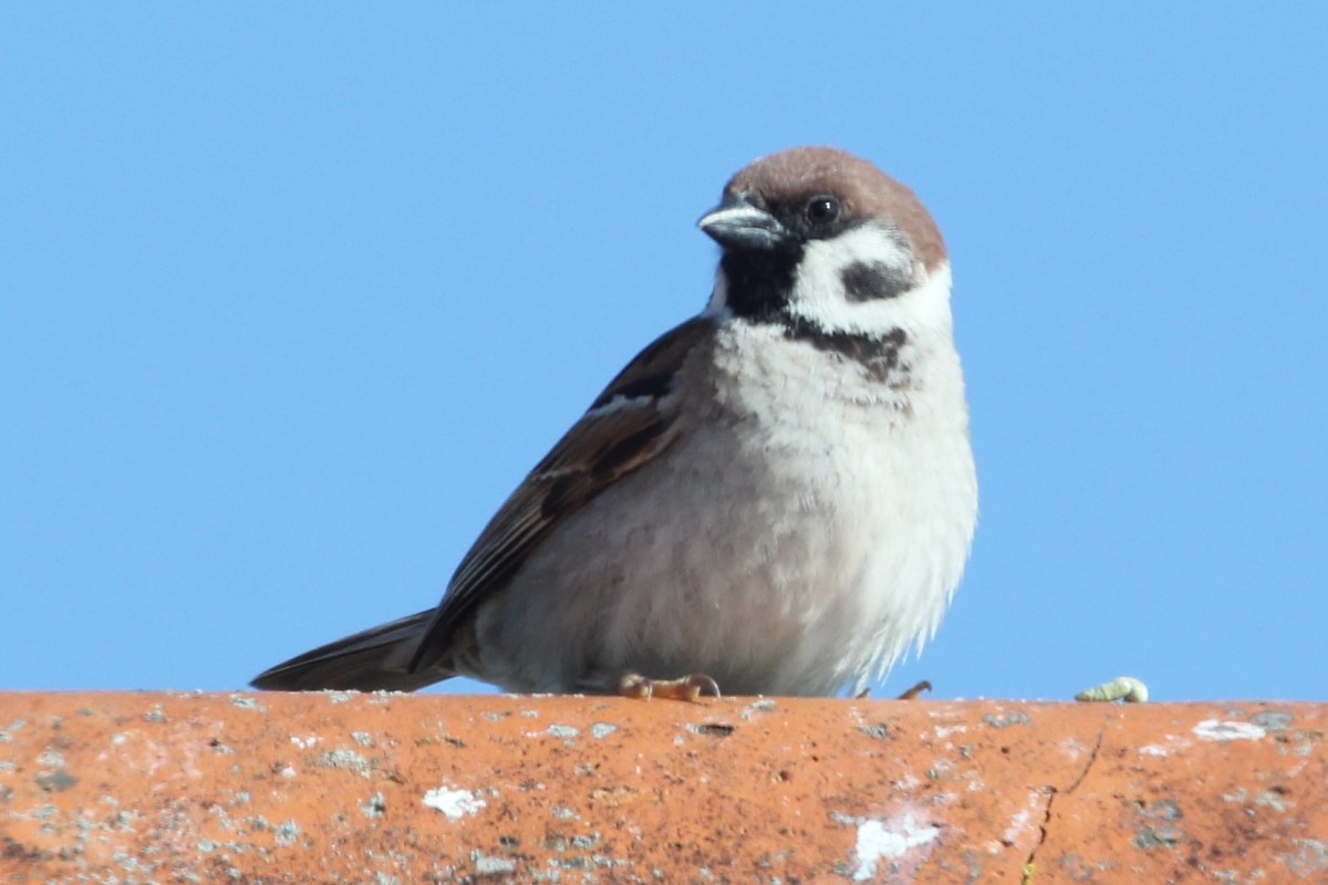 Moineau friquet - ML645154480