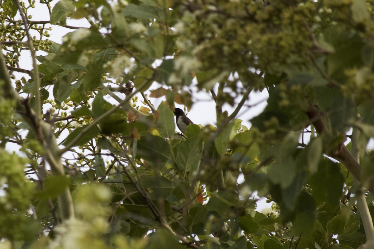 Black Honeyeater - ML645154490