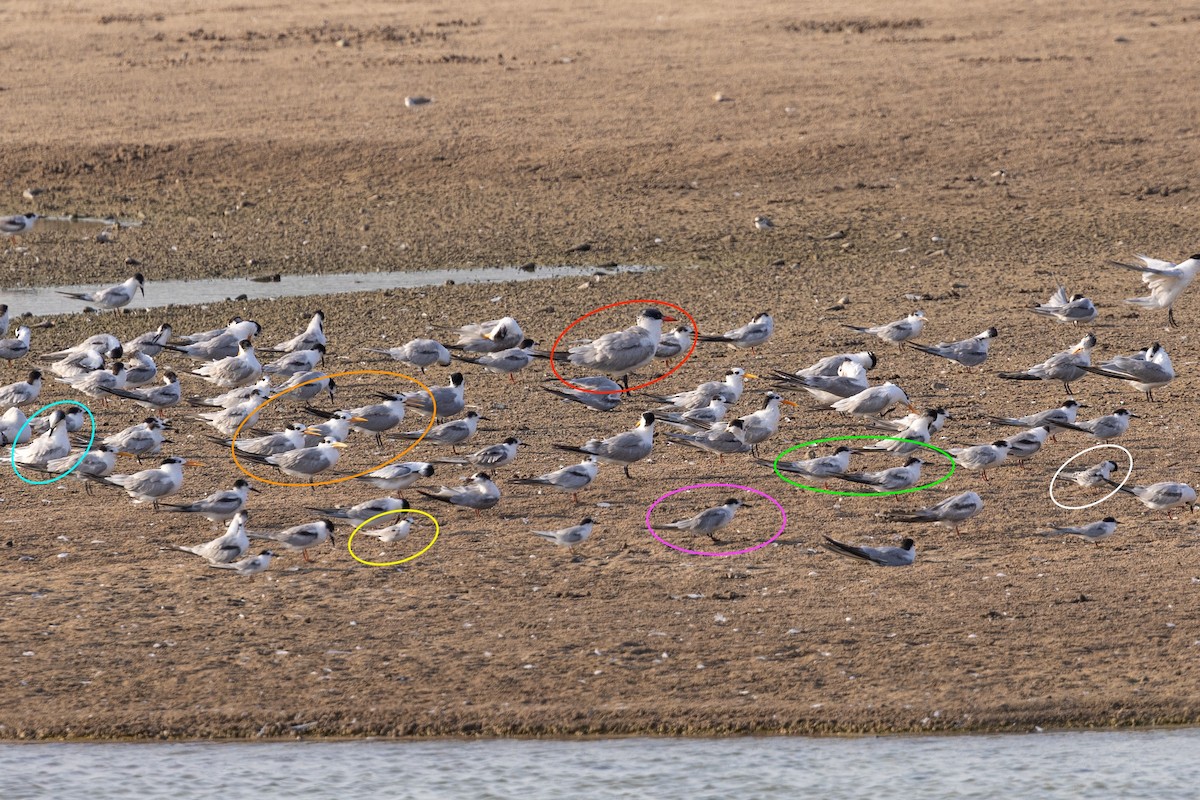 Lesser Crested Tern - ML645154496