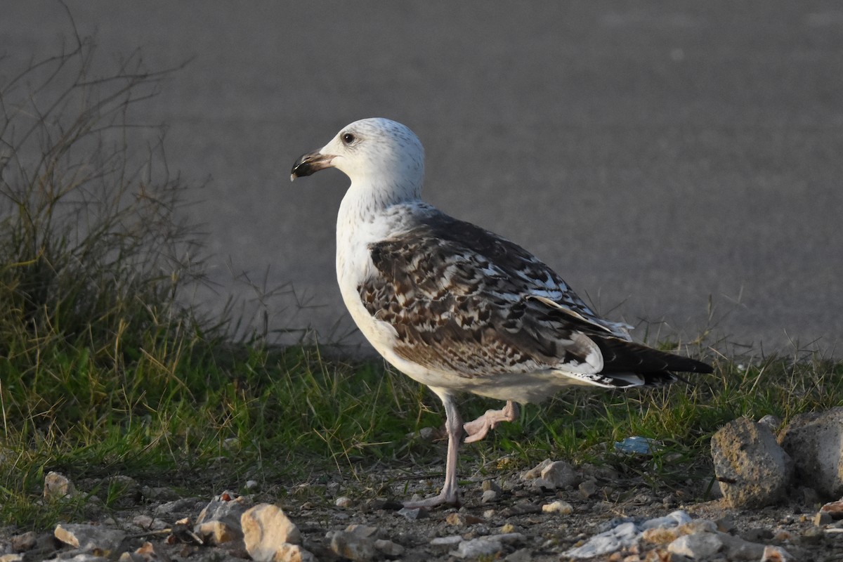 racek mořský - ML645154497