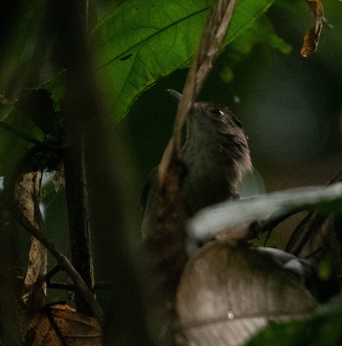 Rufous-crowned Babbler - ML645154498