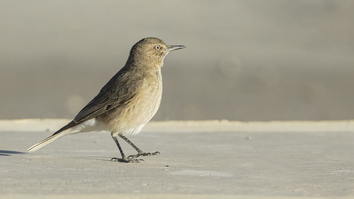 Горный гаучо - ML645154505