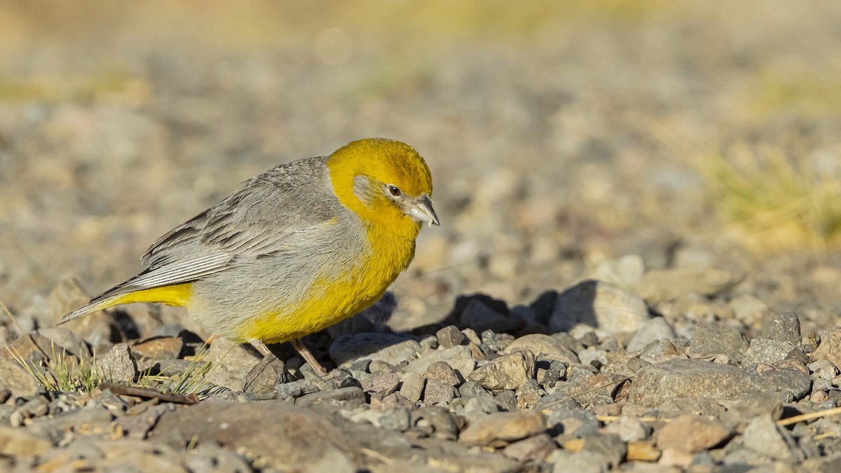 キゴシキンノジコ - ML645154510