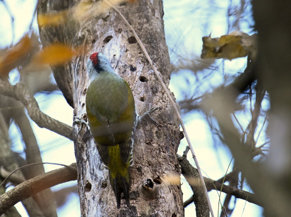 Japanese Woodpecker - ML645154511