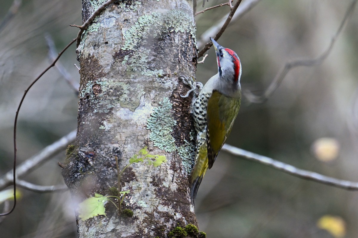 Japanese Woodpecker - ML645154513