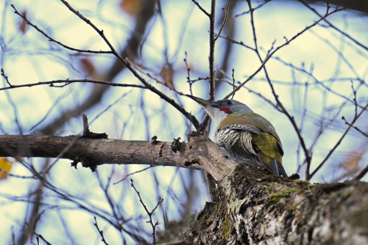 Japanese Woodpecker - ML645154515
