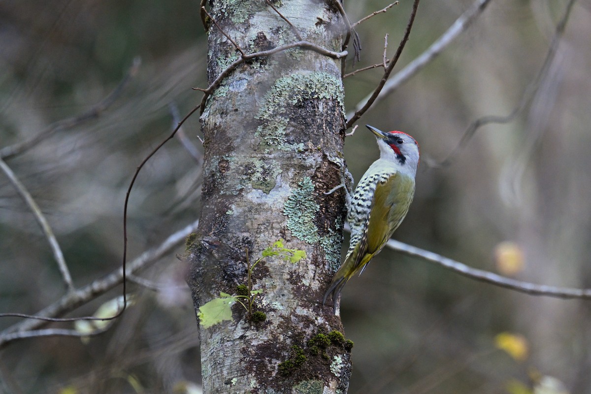 Japanese Woodpecker - ML645154516