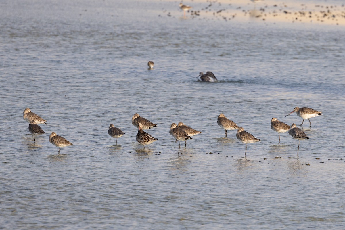 Black-tailed Godwit - ML645154517