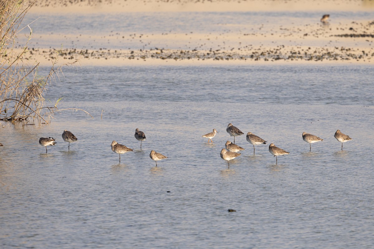 Black-tailed Godwit - ML645154518