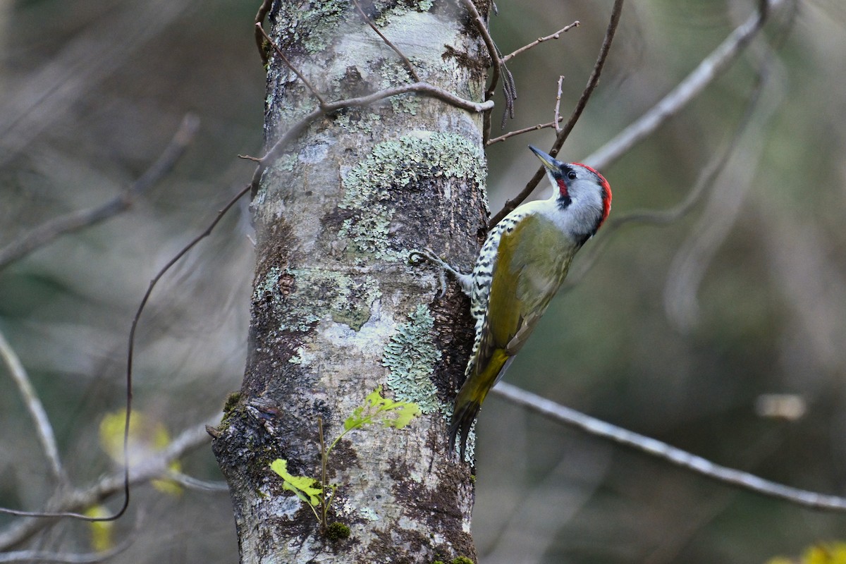 Japanese Woodpecker - ML645154519