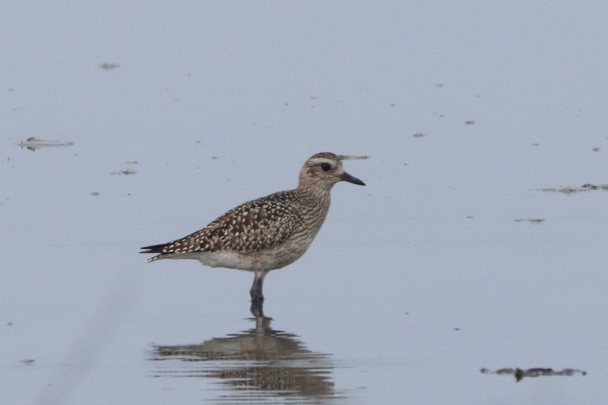 Chorlito Gris - ML645154524