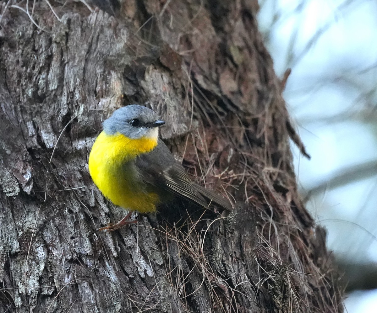 Doğulu Sarı Bülbül - ML645154535