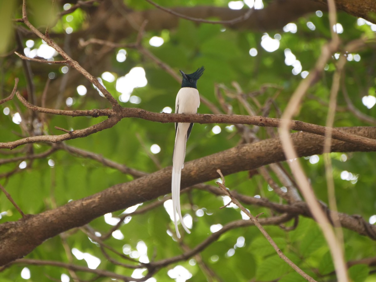 Indian Paradise-Flycatcher - ML645154536