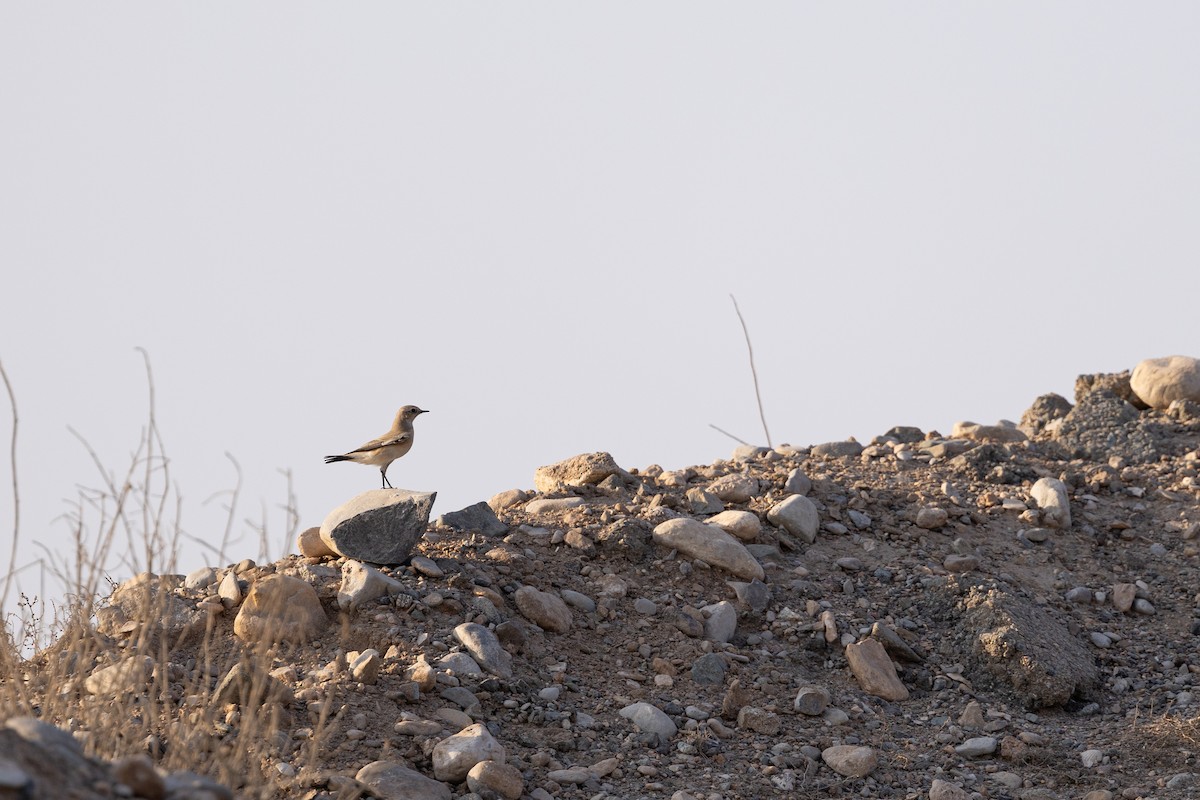 Desert Wheatear - ML645154546